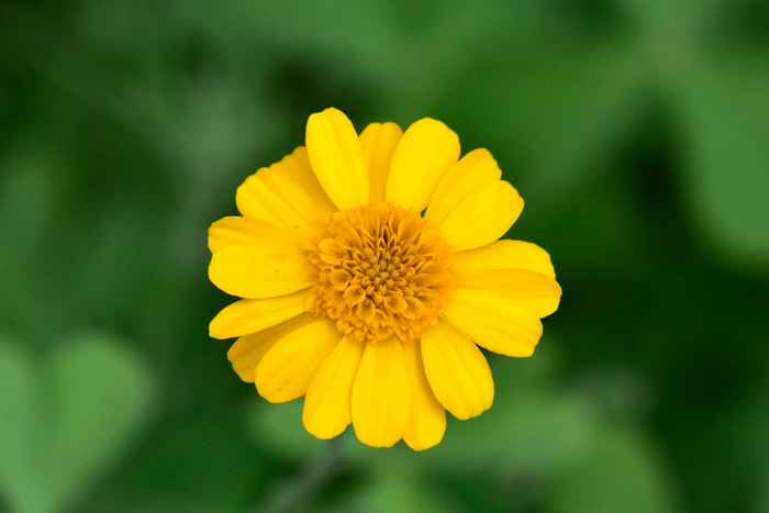 Fiveneedle Pricklyleaf has golden-yellow small daisy-type flowers. Note the floral heads have both ray and disk florets. Thymophylla pentachaeta